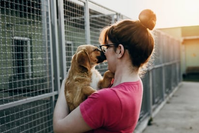 Venta de cachorros esterilizados y otras soluciones para reducir la cantidad de perros en Saltillo