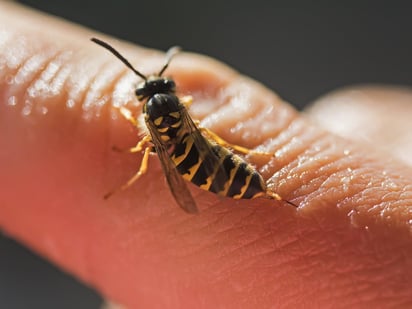 ¿Te picó una abeja? Estos son los síntomas y lo que puedes hacer para curarlos