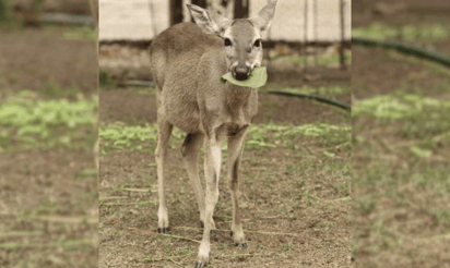 Venado baja del cerro y lo matan a pedradas en León, Guanajuato