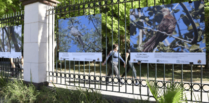 Se unen ecologistas e invitan a 'Exposición de Aves Urbanas' en parque de Torreón