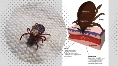 Calentamiento global aumenta casos de enfermedades transmitidas por garrapatas