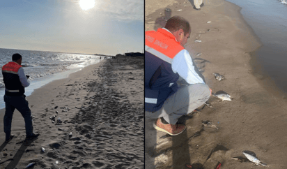 Investigan muerte de cientos de peces en playas de Ahome, Sinaloa