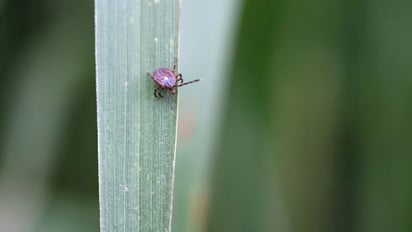 La misteriosa alergia a la carne transmitida por las garrapatas puede afectar a cientos de miles de personas en EU