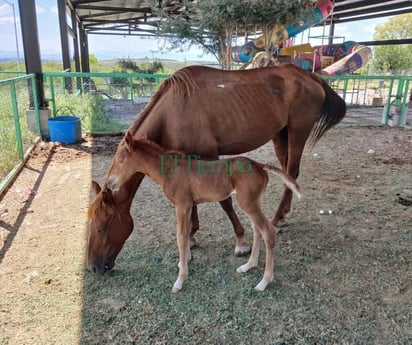 Ganaderos de la ciudad dejan sueltos a sus animales y son decomisados