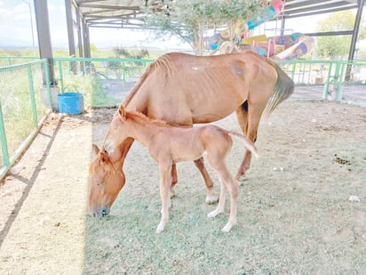 Ganaderos dejan sueltos a sus animales y son decomisados y multados