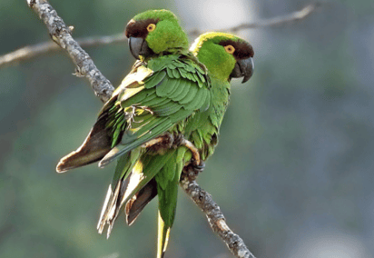 Aumenta la fauna a causa de las lluvias