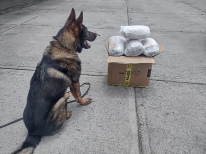 Guardia Nacional asegura 19 paquetes de marihuana en Coahuila