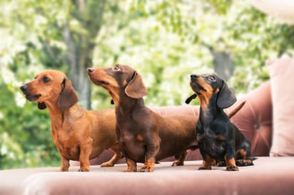 ¿Tienes perros pequeños? No los dejes subir a la cama