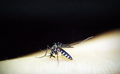 Cómo saber si tengo dengue, expertos responden