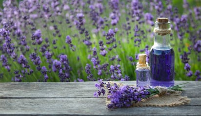 Poderosas razones para tener lavanda en tu hogar