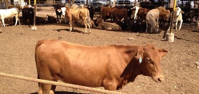 El campo sólo aguanta un mes más, antes de caer en sequía