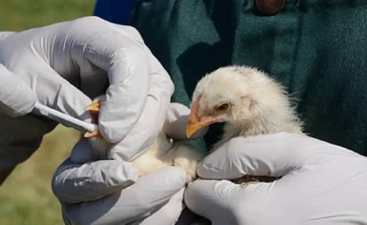 ¿Podrían la gripe aviar y porcina ser la próxima pandemia? Expertos creen que sí