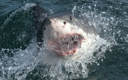 ¿Por qué atacan los tiburones a las personas?