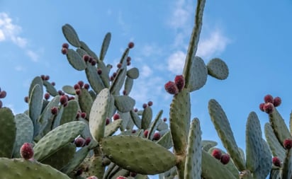 ¿Mito o realidad? Descubre la verdad sobre si las tunas te pueden 'tapar'