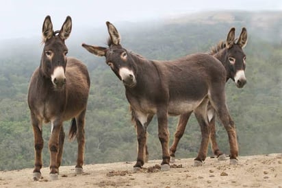 Alertan que burros están en peligro de extinción