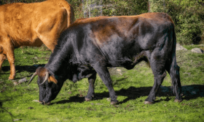 Toro embiste a mujer en plena fiesta patronal en España; la joven iba distraída en el celular