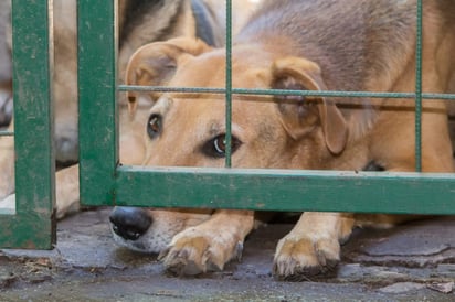 Buscan castigar hasta con 8 años de cárcel a quien maltrate animales