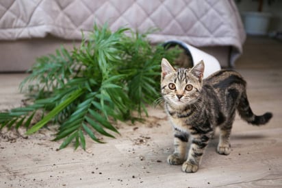 ¿Por qué los gatos derriban cosas?