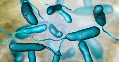 Esto sabemos de ‘vibrio vulnificus’, la bacteria ‘come carne’ que suma 5 muertes en EU