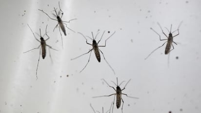 Reportan un raro virus transmitido por mosquitos en Alabama y Nueva York, con una muerte