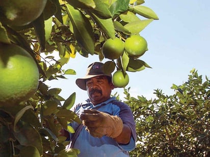 Costo del limón es encarecido por grupos delincuenciales