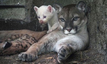 Nace puma albino en zoológico de Nicaragua