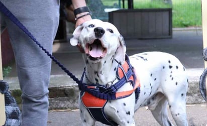 ¡Perritos con identificación! Suman más de 140 mil perros y gatos registrados en el RUAC