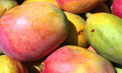 Familia pelea a machetazos por un árbol de mangos en Ahome, Sinaloa