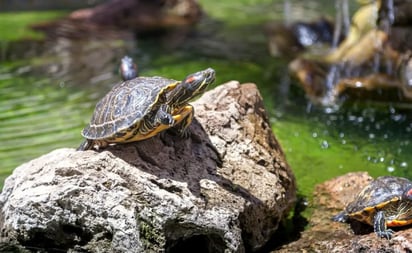 Lanzan advertencia sanitaria: no besar a las tortugas pequeñas; pueden trasmitir peligrosa bacteria