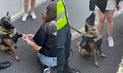 TikTok: Perrito policía recibe “friendship bracelets” y roba corazones en concierto de Taylor Swift