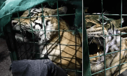 Capturan a feroz tigre de bengala merodeando por calles de Tlaquepaque, Jalisco