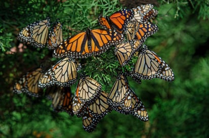 Acuña se está preparando para recibir a la Mariposa Monarca en su viaje anual