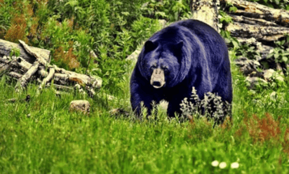 Oso muere atropellado por un auto en España