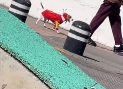 Perrito con atuendo del Chapulín Colorado roba miradas en TikTok