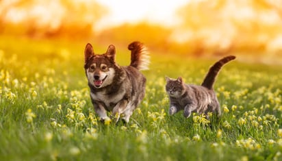 ¡Cuidado! Estos alimentos pueden ser peligrosos para tu mascota