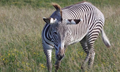 Nace en Roma una cebra de Grevy, especie en peligro de extinción