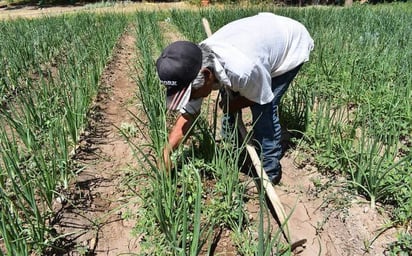 Apoyarán a productores para el ciclo de siembra otoño- invierno de avena 