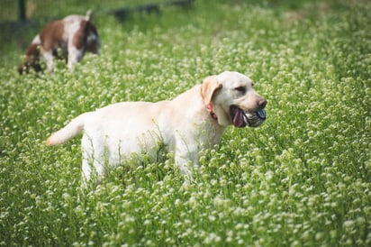 ¿La valeriana puede ayudar a calmar a los perros?