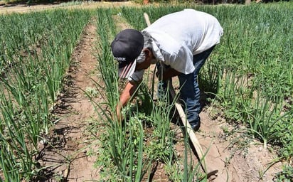 Desarrollo Social apoyará a productores para el ciclo de siembra otoño- invierno de avena