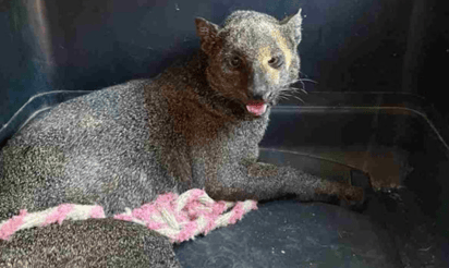 Capturan y resguardan a Jaguarandi que deambulaba en calles de Yucatán