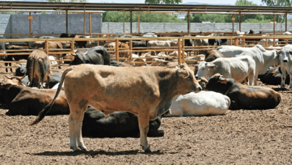 En riesgo campo por falta de lluvias