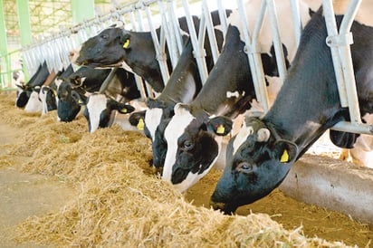 En riesgo están ganado y campo por falta de lluvias en la región