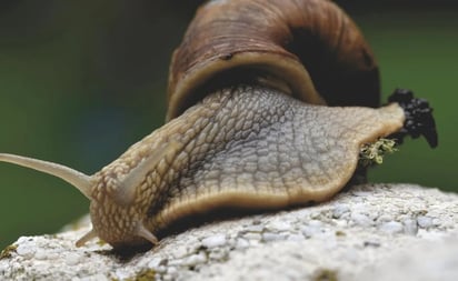 Estudio revela que el veneno de un caracol puede ayudar a tratar la malaria