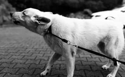 Qué hacer ante las mordidas de perro