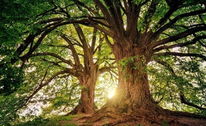 Pasar tiempo en la naturaleza ayuda a estudiantes estresados