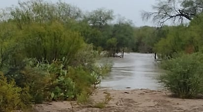 ¡Un mezquite los salvó de la corriente!