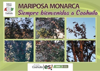 Acuña dará la bienvenida a la Mariposa Monarca con un festival y la develación de una obra