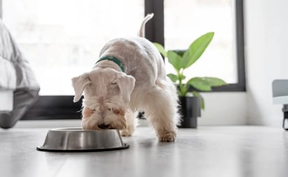 ¿Es seguro y recomendable alimentar a los animales de compañía con sobras de comida?