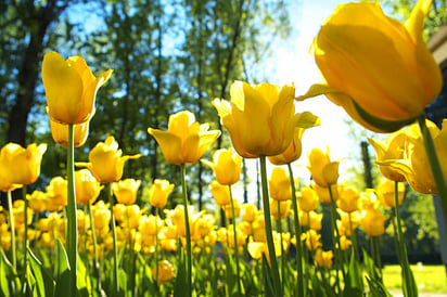 ¿Por qué se regalan flores amarillas hoy, 21 de septiembre?