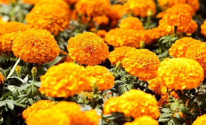 Cempasúchil, el significado de la flor de Día de Muertos: 
